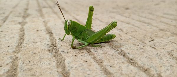 High angle view of insect on leaf