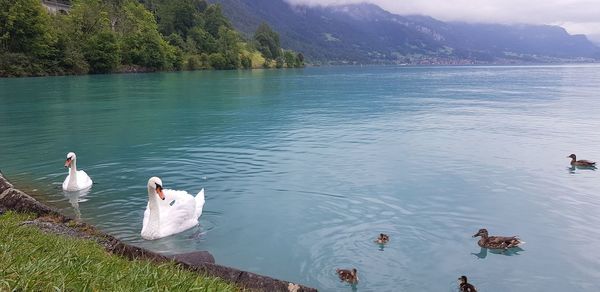 High angle view of swans swimming in lake