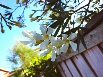 Low angle view of white flowers blooming on tree