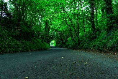 Road amidst trees in forest