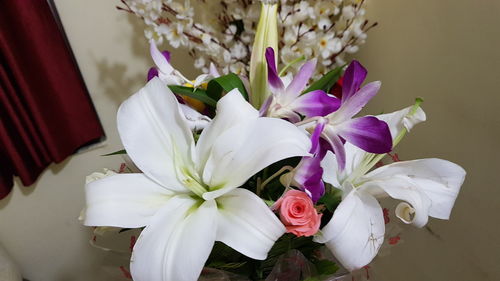Close-up of white flowering plant