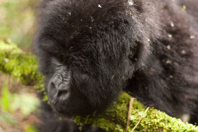 Close-up of gorilla at mgahinga gorilla national park