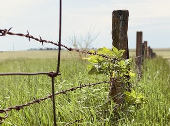 Close-up of plants on field