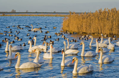 Swans swimming in lake