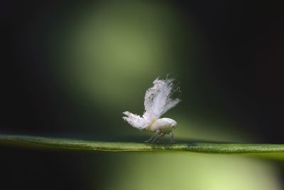 Close-up of insect