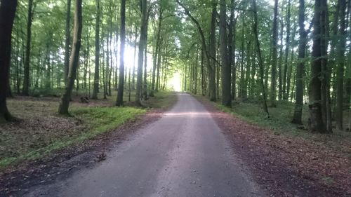 Road amidst trees in forest