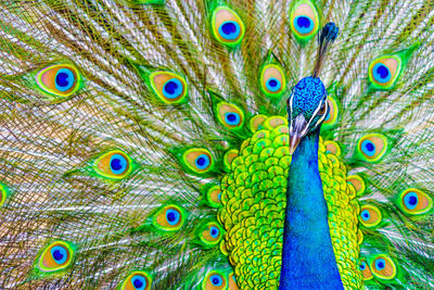 Full frame shot of peacock