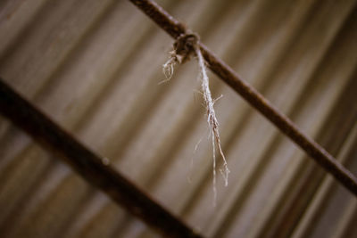 Close-up of dry leaf on twig