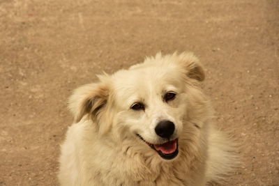 Close-up portrait of a dog