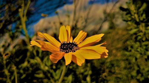 Close-up of yellow flower blooming outdoors