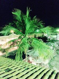 Palm tree against sky at night