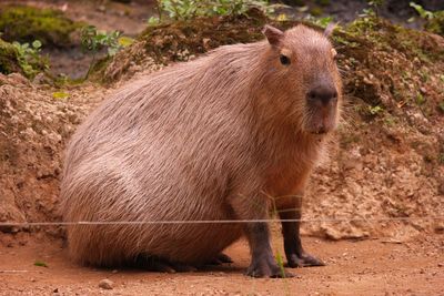 Brown capybara standing on the ground