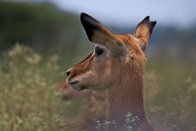 Close-up of a horse looking away