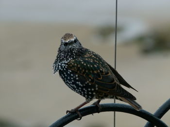 Close-up of starling perching on metal