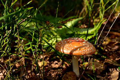 Close-up of fly agaric mushroom on field