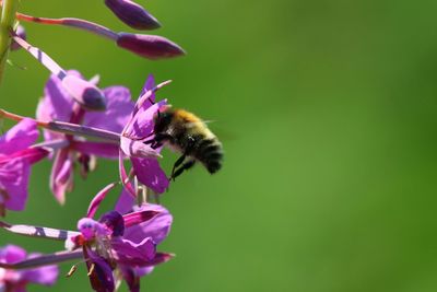 Close-up of bee on flower