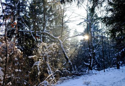 Low angle view of trees against sky during winter