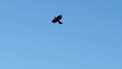 Low angle view of insect against clear blue sky