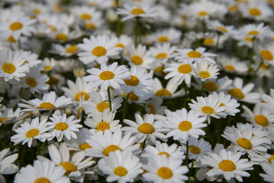 Close-up of white daisy flowers