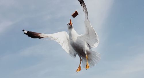 Low angle view of seagull flying