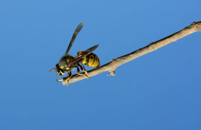 Low angle view of wasp against clear sky