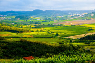 Scenic view of agricultural field against sky