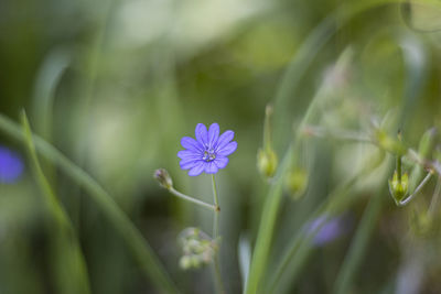 Close-up of purple flowering plant