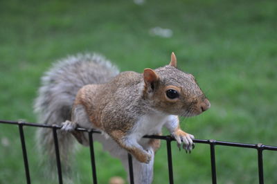 Close-up of squirrel on railing