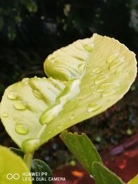 Close-up of wet flower blooming outdoors