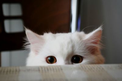 Close-up portrait of cat