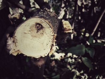 Close-up of leaves against blurred background