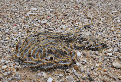 High angle view of starfish on beach