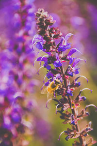 Close-up of bee on purple flowering plant