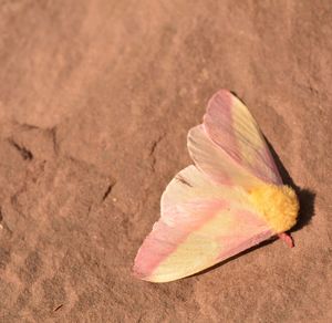 High angle view of dry leaf on sand