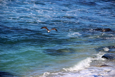 Bird in water