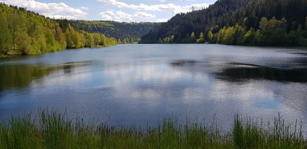 Scenic view of lake in forest