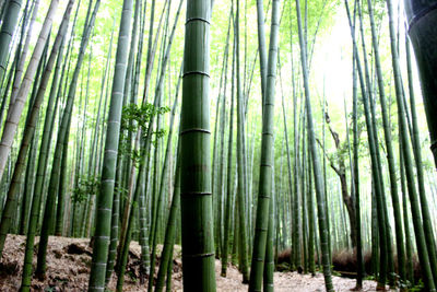 Low angle view of bamboo trees in forest