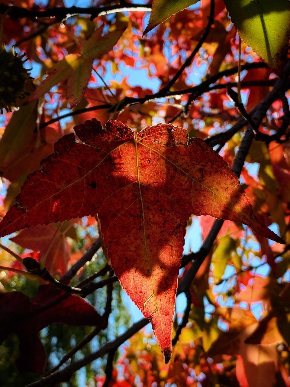 LOW ANGLE VIEW OF MAPLE LEAVES ON BRANCH