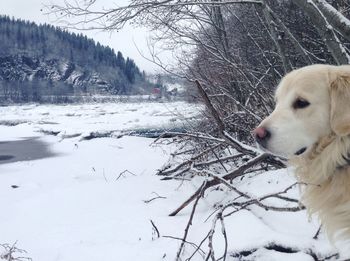 Dog on snow covered land