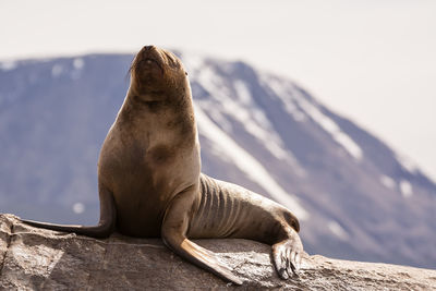 Close-up of sea lion in the wild