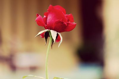 Close-up of flower blooming outdoors