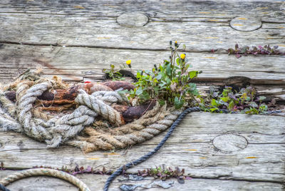 High angle view of plants