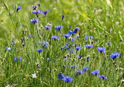 Blue flowering plants on field