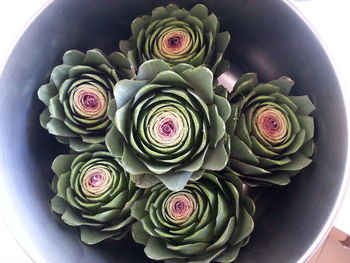 High angle view of succulent plants in bucket