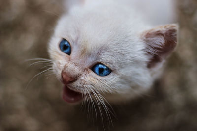 Close-up of cat looking away