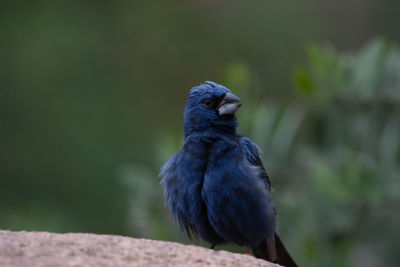 Close-up of bird perching outdoors