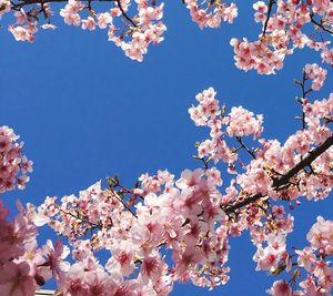 Low angle view of cherry blossoms against sky