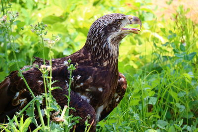 Close-up of a bird on field