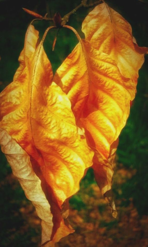 CLOSE-UP OF YELLOW MAPLE LEAF ON PLANT DURING AUTUMN