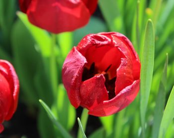 Close-up of red tulip